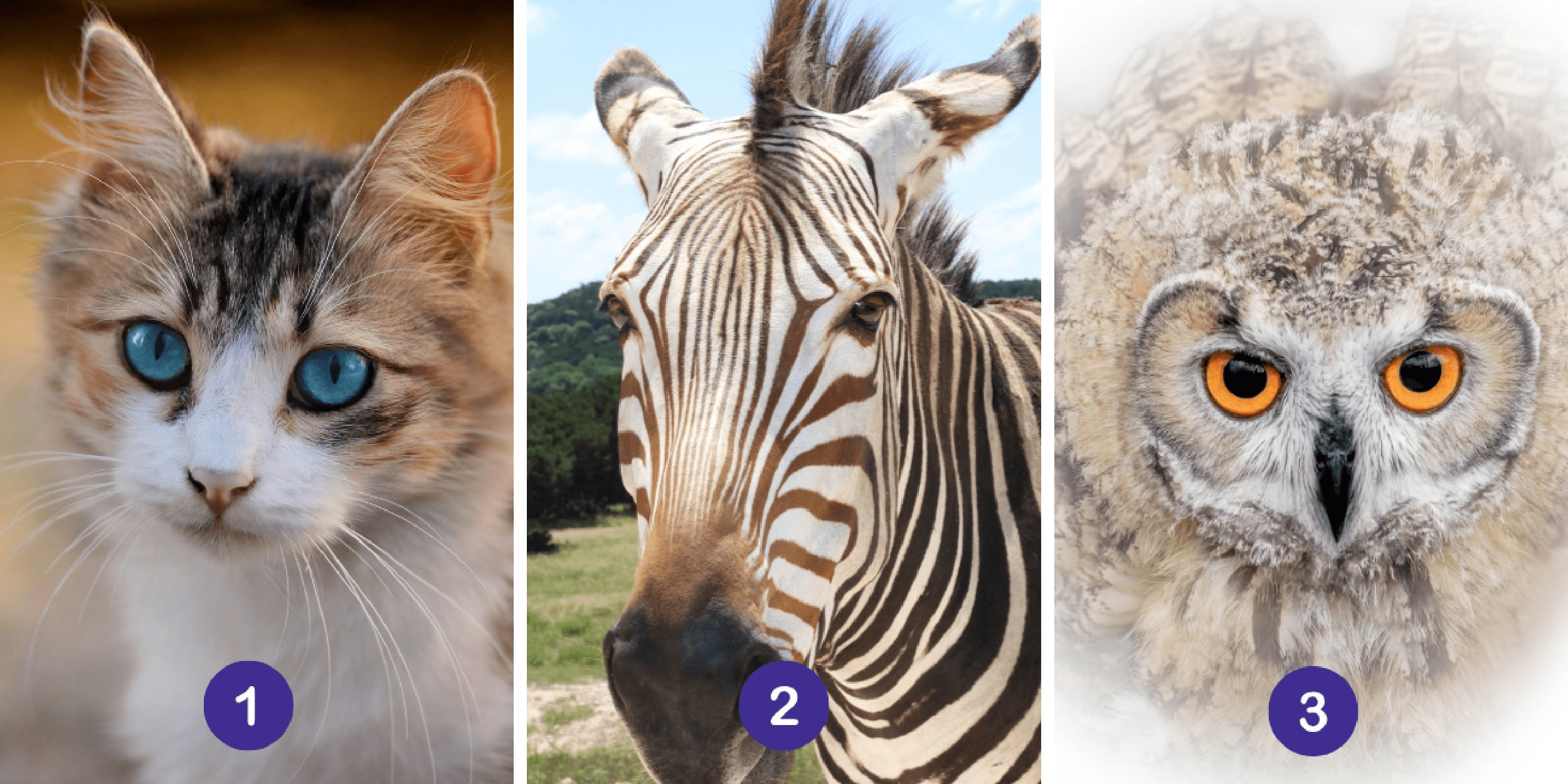 Test della personalità: Quale di questi 3 animali riflette la tua essenza? Svela il tuo io più profondo con la scelta di uno sguardo animale!